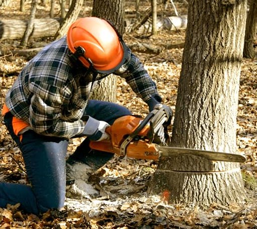 Tree Removal in Dille, WV